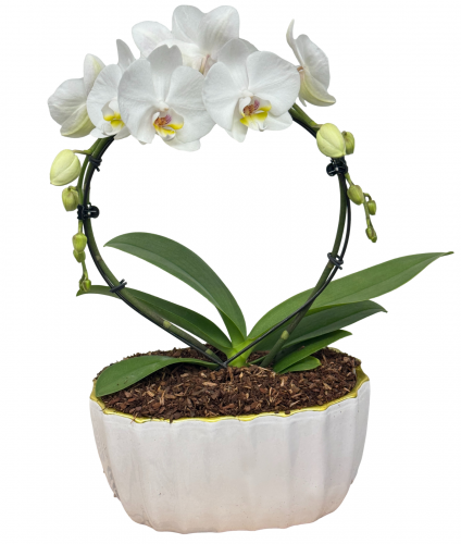 White Infinity Orchid