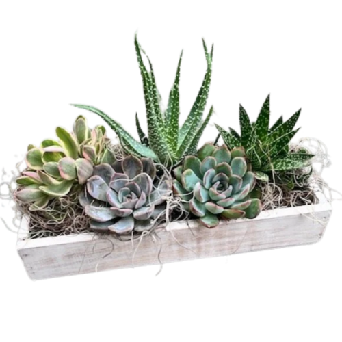 White Succulent Box