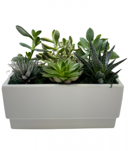 White Gloss Succulent Garden